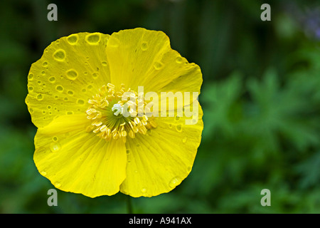 Eine Waliser Mohnblume, Meconopsis Cambrica in einem Yorkshire Garten wachsen. Stockfoto