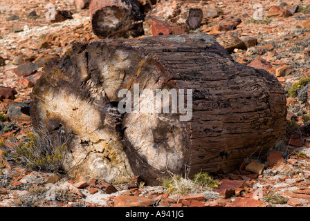 Der versteinerte Wald, Provinz Santa Cruz, Argentinien, Patagonien, Monumento Nacional Bosques Petrificados Stockfoto