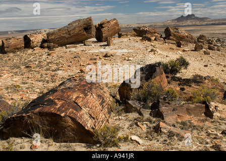 Der versteinerte Wald, Provinz Santa Cruz, Argentinien, Patagonien, Monumento Nacional Bosques Petrificados Stockfoto