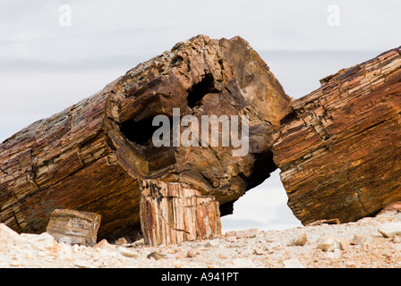 Der versteinerte Wald, Provinz Santa Cruz, Argentinien, Patagonien, Monumento Nacional Bosques Petrificados Stockfoto