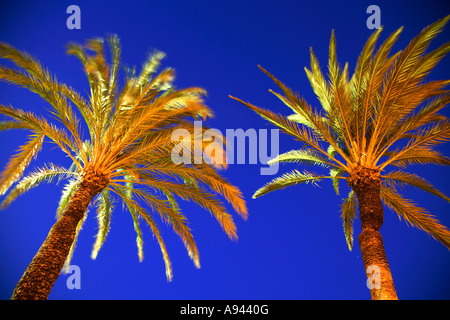 Reisen Sie Photograpy von Palmen in Peniscola Peñiscola Costa del Azahar in Spanien die Provinz Castellón Castellon Stockfoto