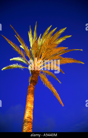 Reisen Sie Photograpy von Palme in Peniscola Peñiscola Costa del Azahar in Spanien die Provinz Castellón Castellon Stockfoto