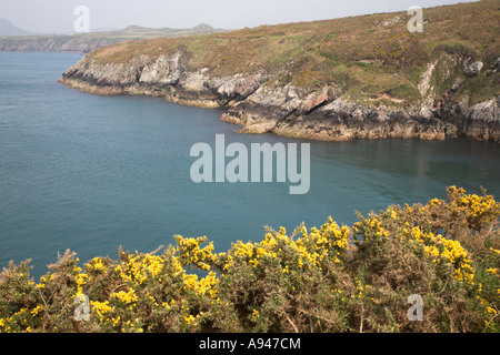 Gelbe gemeinsame Ginster Coastal Klippe Landschaft Ramsey Sound, St Davids, Pembrokeshire Coast National Park, Wales Stockfoto