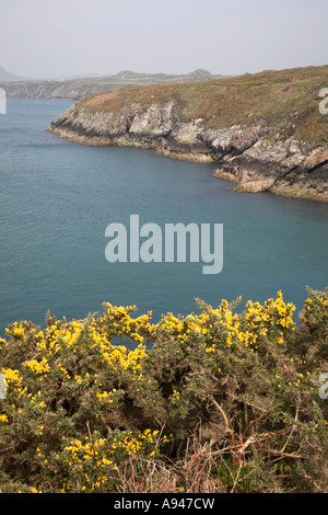 Gelbe gemeinsame Ginster Coastal Klippe Landschaft Ramsey Sound, St Davids, Pembrokeshire Coast National Park, Wales Stockfoto