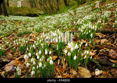 Schneeglöckchen im Spätwinter in Snowdrop Senke nahe Wheddon Cross auf Exmoor in Somerset, England Stockfoto