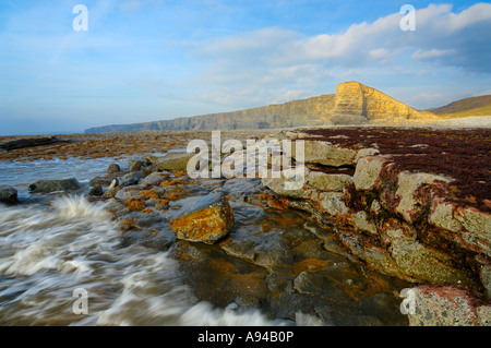 Nash auf der Glamorgan Heritage Coast, Marcross, Glamorgan, Wales Stockfoto