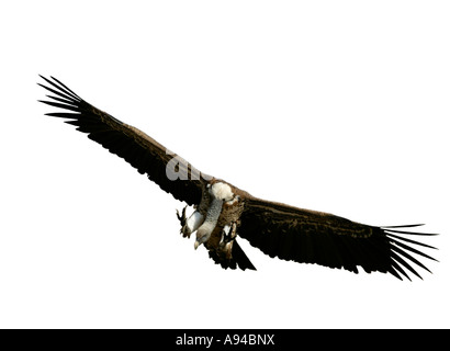 Ruppells Geier Griffon kommen, um an einen Kadaver auf dem Serengeti Plains während der Migration Serengeti Tansania landen Stockfoto