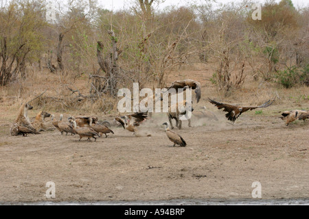 Zerbeissen jagen weißen gesicherten Geier Ngala Timbavati Game Reserve Limpopo Provinz Südafrika entdeckt Stockfoto