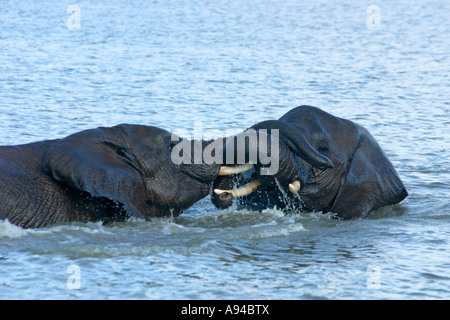 Elefanten in ein Wasserloch Ngala Timbavati Game Reserve Limpopo Provinz Südafrika spielen Stockfoto