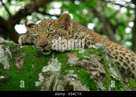 Porträt eines schlafenden Leoparden liegen auf einem großen Moos bedeckt Zweig Singita Sabi Sand Game Reserve Mpumalanga Süd Afrika Stockfoto