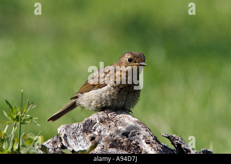 Young Robin Erithacus Rubecula saß auf Login-Sonne mit schöner aus Fokus Hintergrund Potton bedfordshire Stockfoto