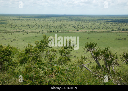 Eine halb-Luftaufnahme der Basalt Plains im Kruger National Park Mpumalanga Südafrika Stockfoto