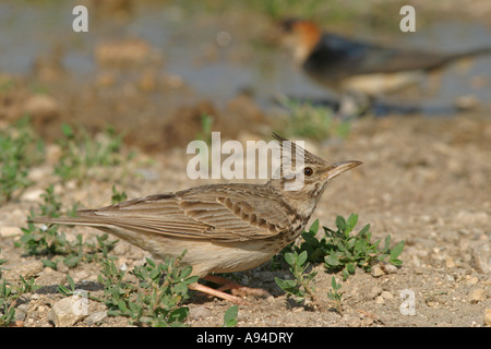 erklommene Lerche Galerida cristata Stockfoto