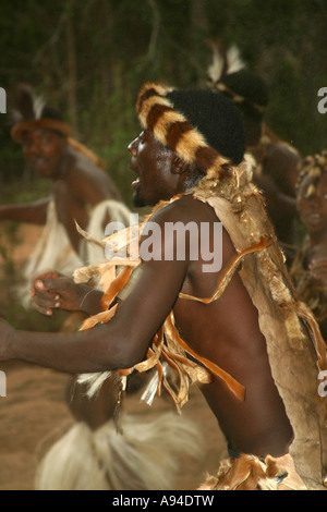 Tonga Tänzer gekleidet in Tierhaut Gewand in Aktion Maputaland Kwazulu Natal in Südafrika Stockfoto