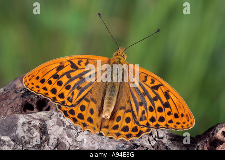 Silber-washed Fritillary (Argynnis Paphia) saß auf Log mit Flügeln in Sonne Potton Bedfordshire geöffnet Stockfoto