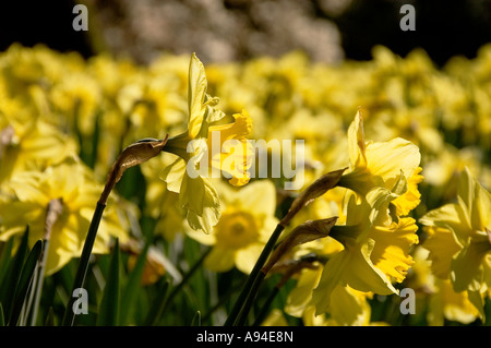 Nahaufnahme der gelben Blüten Blüten Narzissen blühen im Frühjahr England Vereinigtes Königreich GB Großbritannien Stockfoto