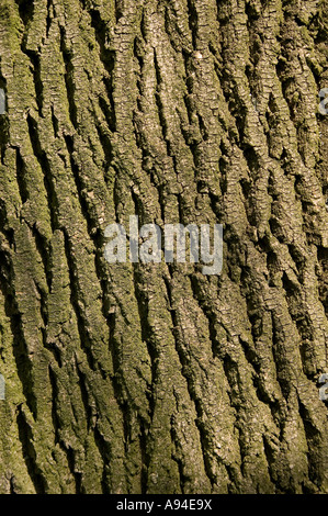 Nahaufnahme von Bark der Esche fraxinus excelsior Stockfoto