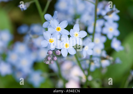 Vergessen Sie mich nicht Blumen Blume Blume Blume Blume Blüte blüht im Frühling England Vereinigtes Königreich GB Großbritannien Stockfoto