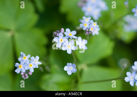 Nahaufnahme von Blau Vergiss mich nicht Blumen Blume Blüte im Frühling myosotis England UK Vereinigtes Königreich GB Großbritannien Stockfoto