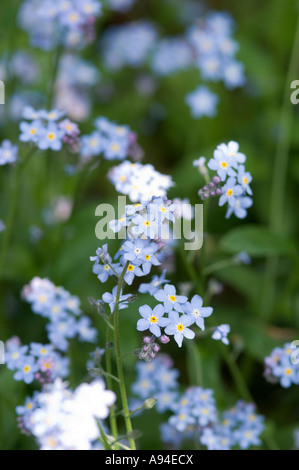 Nahaufnahme von Blau Vergiss mich nicht Blumen Blume Blüte im Frühling myosotis England UK Vereinigtes Königreich GB Großbritannien Stockfoto