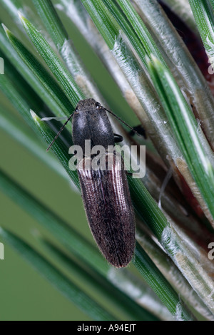 Athous Haemorrhoidalis Click Beetle auf Föhren Potton bedfordshire Stockfoto