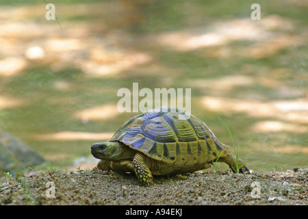 gemeinsamen Schildkröte Griechisch, Sporn thighed Tortoise Testudo graeca Stockfoto
