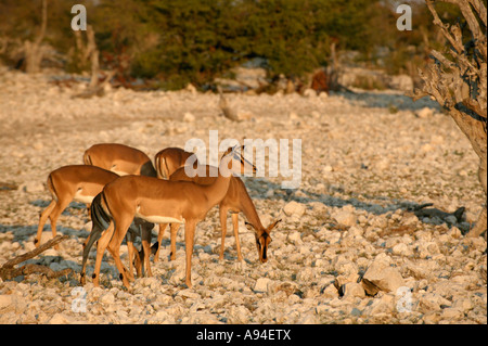 Kleine Herde von schwarzen konfrontiert Impala Schafe weiden auf spärliche Vegetation in steinigen Gegend Etosha-Namibia Stockfoto