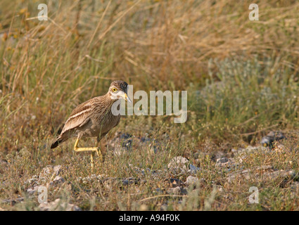 Stein-BRACHVOGEL Burhinus oedicnemus Stockfoto