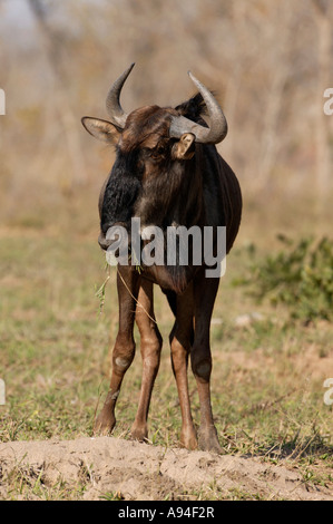 Streifengnu gestromt Gnu stehend mit einem Stück Rasen in den Mund Sabi Sand Game Reserve Mpumalanga in Südafrika Stockfoto