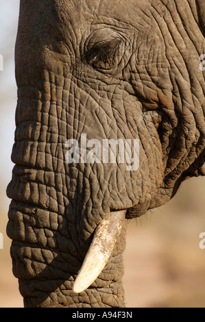Seitenansicht des Elefanten Gesicht Sabi Sand Game Reserve Mpumalanga in Südafrika hautnah Stockfoto