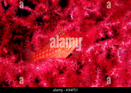 Longnose Hawkfish in roten Korallen, Oxycirrhites typus Stockfoto