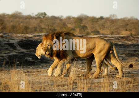 Paarung zweier Löwen zu Fuß Schulter an Schulter in warmes Licht Sabi Sand Game Reserve Mpumalanga in Südafrika Stockfoto