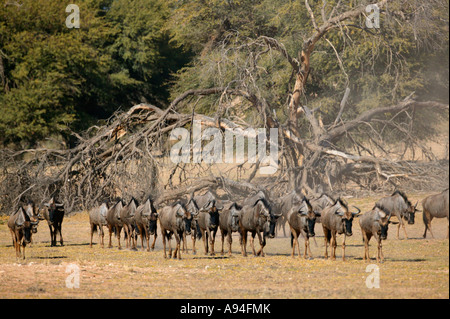 Eine große Herde von Gnus Gnu zu Fuß in Richtung Wasser in der Kalahari vor dem Hintergrund von einem Toten Kamel Dornenbaum Stockfoto