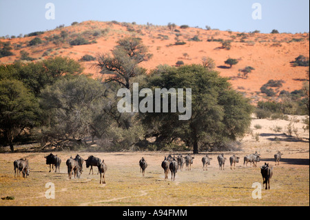 Eine große Herde von Gnus Gnu zu Fuß in Richtung Wasser in der Kalahari vor dem Hintergrund von einem Toten Kamel Dornenbaum Stockfoto