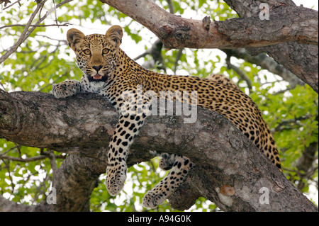 Leopard liegen oben auf einem Ast eines Baumes Sabi Sand Game Reserve Mpumalanga in Südafrika Stockfoto