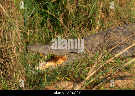 Eine Nil-Krokodil liegend auf einem grasbewachsenen Ufer des Sand Flusses Londolozi Sabi Sand Mpumalanga in Südafrika Stockfoto