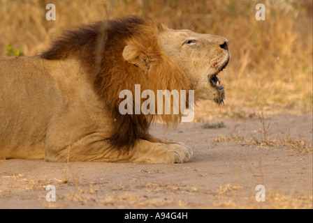 Porträt von einer Löwin brüllt Londolozi Sabi Sand Mpumalanga Südafrika Stockfoto