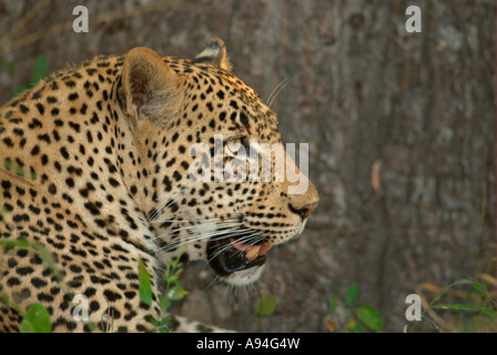 Leopard Porträt Londolozi Sabi Sand Mpumalanga Südafrika Stockfoto