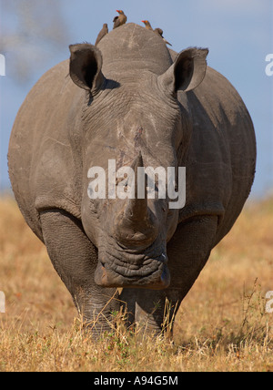 Breitmaulnashorn Kopf auf Londolozi Sabi Sand Mpumalanga in Südafrika angesehen Stockfoto