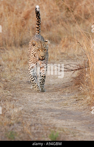 Leopard auf einer Strecke von Bush mit seinem Endstück zu Fuß angehoben Nkhoro Sabi Sand Game Reserve Mpumalanga in Südafrika Stockfoto