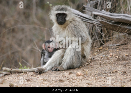 Vervet Affen hält ihr Baby auf dem Boden neben ihr sitzend Sabi Sand Game Reserve Mpumalanga in Südafrika Stockfoto