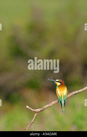 Europäische Biene-Esser Merops Apiaster, Bugaria, Stockfoto