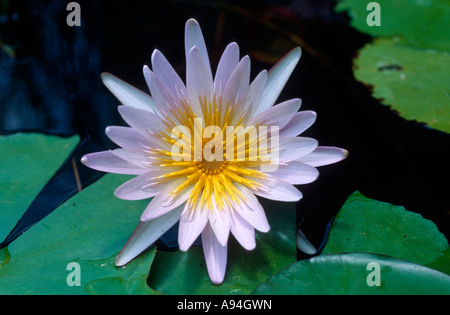 Ein Wildwasser Lilie Blume Okavango Delta, Botswana Stockfoto
