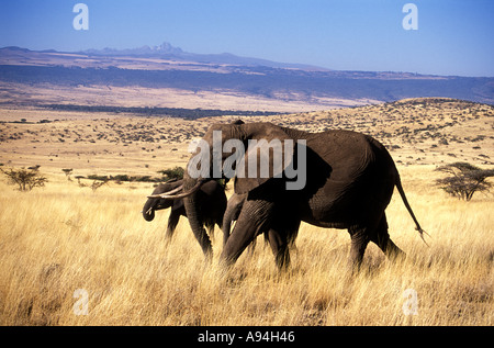 Elefantendame mit zwei Babys auf Lewa Downs Kenia Ostafrika Mount Kenia im Hintergrund Stockfoto