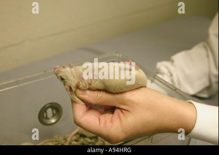 Forscher "Hand halten" kontrollierenden transgenen Maus, California Stockfoto