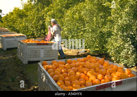Landarbeiter, die Hinterlegung geerntet "Washington" Navel-Orangen Bereich Behälter, California Stockfoto