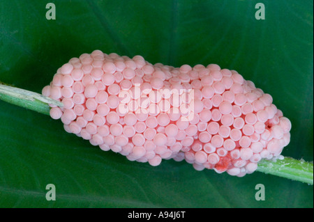 Eiern die 'kanalisiert Apfelschnecke"hinterlegt am Pflanzenstängel, Florida Stockfoto