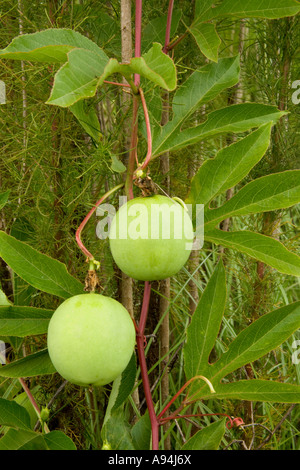 Wild Passion Fruit, Florida. Stockfoto
