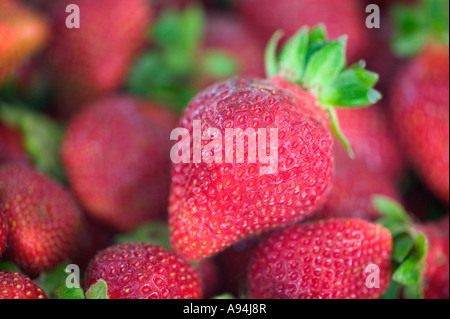 Geernteten Erdbeeren, California Stockfoto