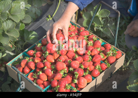 Erdbeeren "Chandler", Ernte, Kalifornien Stockfoto